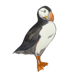 Mr. Puffin is a respectable fisherman and father who lives in Newfoundland, Canada. He is married to Mrs. Puffin and they have one little Puffling. Mr. Puffin is skilled at flying long distances and diving deep into the ocean to catch fish. He is such a good flier that he can evade dangerous Arctic Skuas in order to prevent them from stealing his catch. There has even been a book written about his brave adventures called, “The Puffin and the Pirate”.