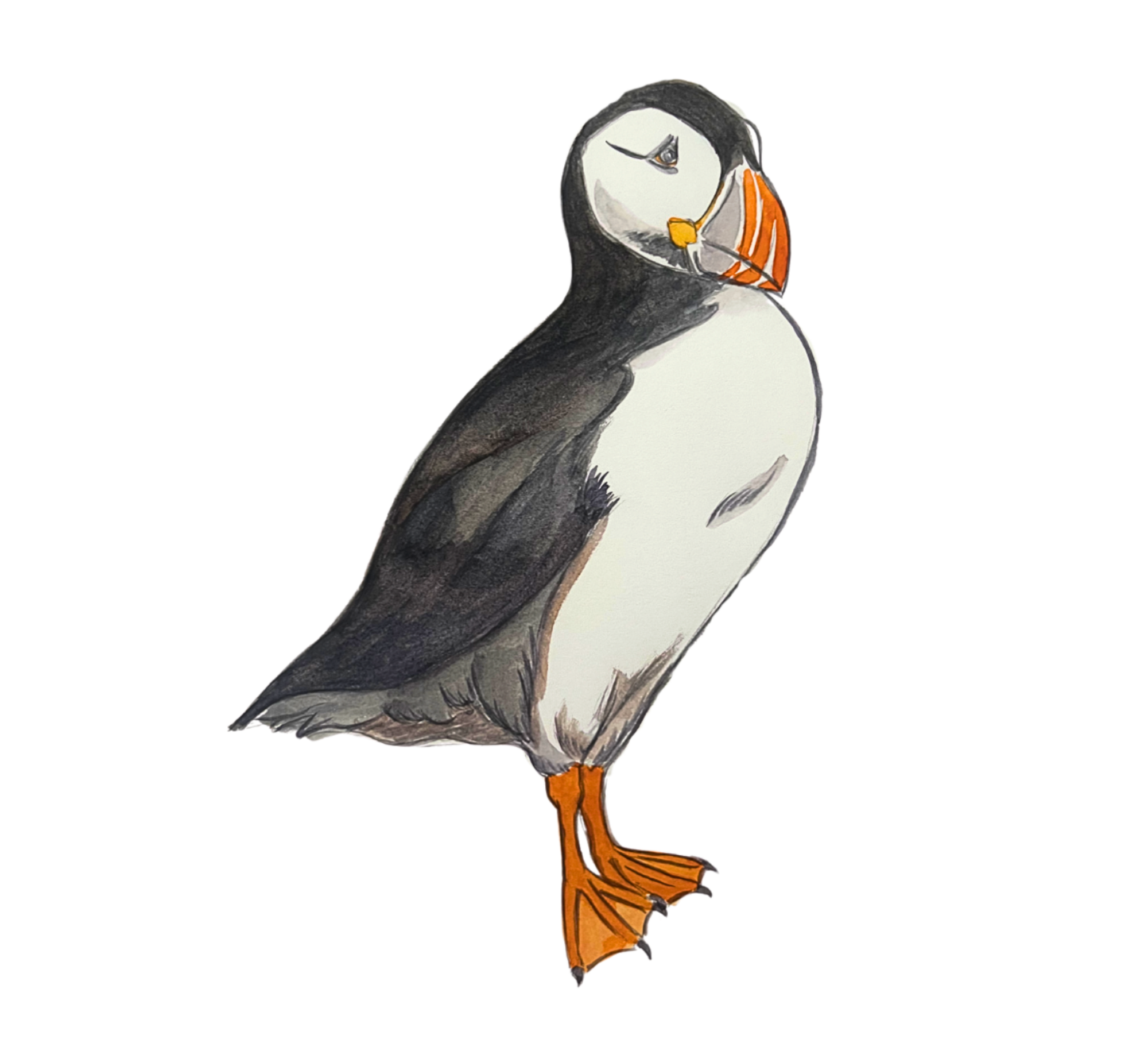 Mr. Puffin is a respectable fisherman and father who lives in Newfoundland, Canada. He is married to Mrs. Puffin and they have one little Puffling. Mr. Puffin is skilled at flying long distances and diving deep into the ocean to catch fish. He is such a good flier that he can evade dangerous Arctic Skuas in order to prevent them from stealing his catch. There has even been a book written about his brave adventures called, “The Puffin and the Pirate”.